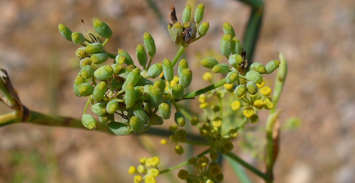Foeniculum vulgare, autor: H. Zell, licence CC BY-SA 3.0