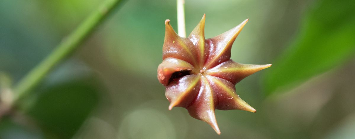 Badyánovník pravý, foto: Shutterstock