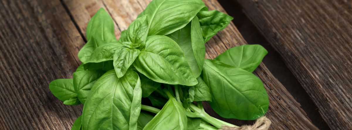 Bazalka, foto: Shutterstock