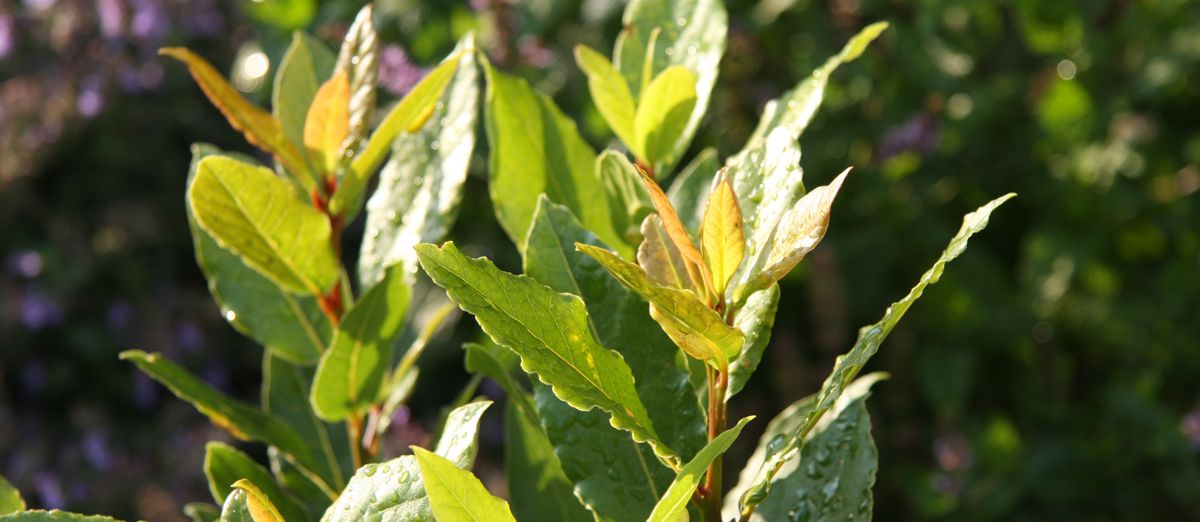 Bobkový list, foto: Solomon