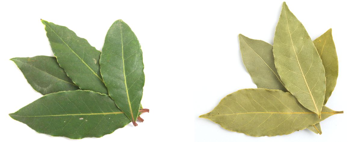 Bobkový list, foto: Solomon