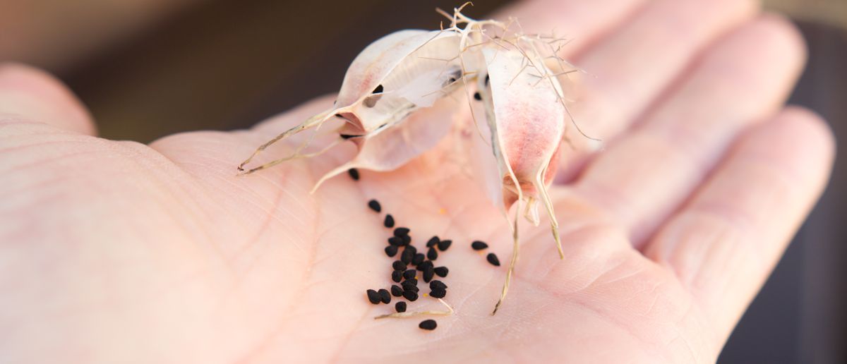 Černucha, Černý kmín, foto: Solomon - koření králů