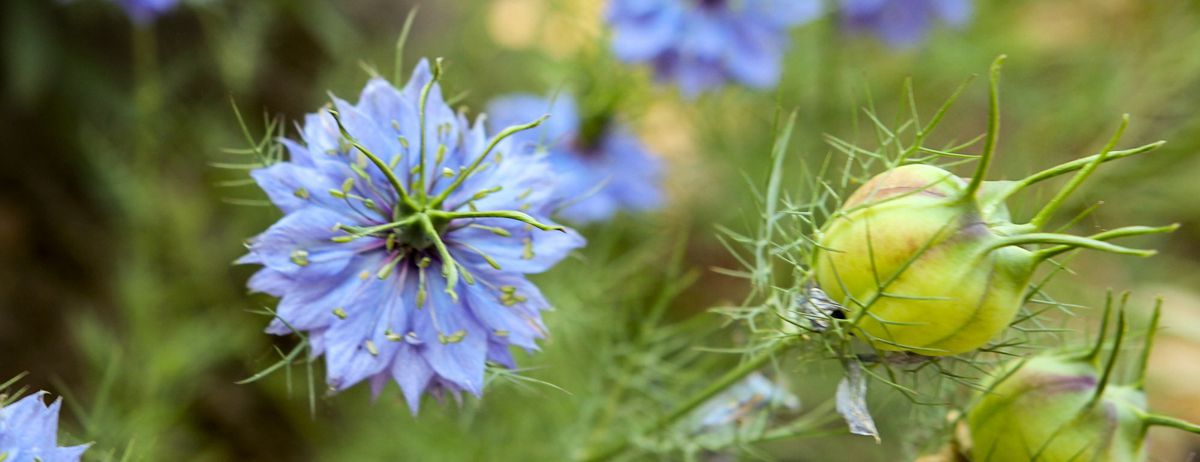 Černucha, černý kmín, foto: Solomon - koření králů