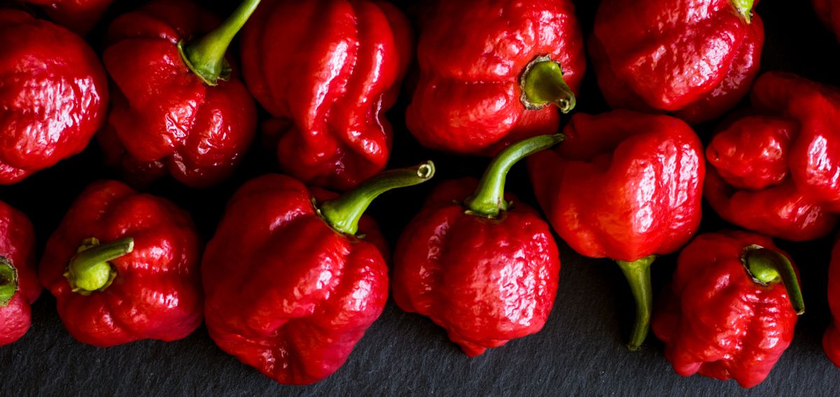 chilli habanero
