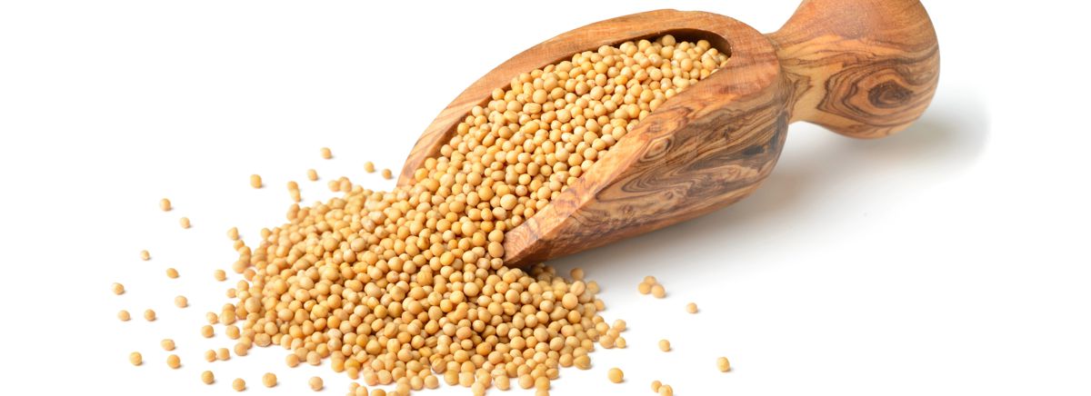 Hořčice žlutá celá