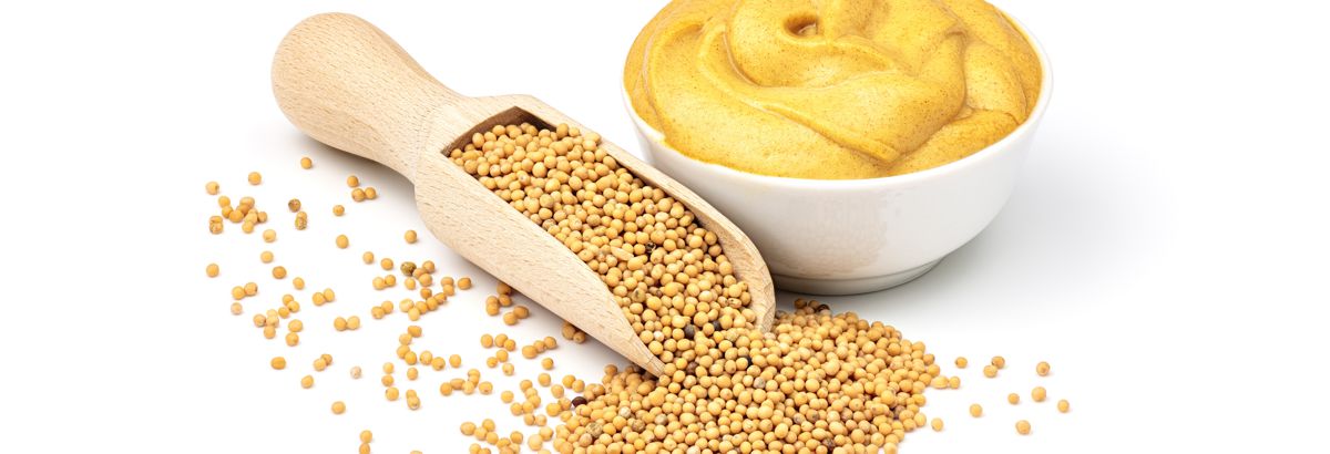 Hořčice žlutá, White mustard, Sinapis alba