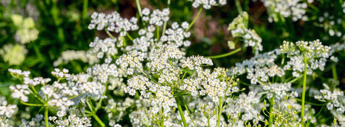 Kmín dvouletý, Carum carvi