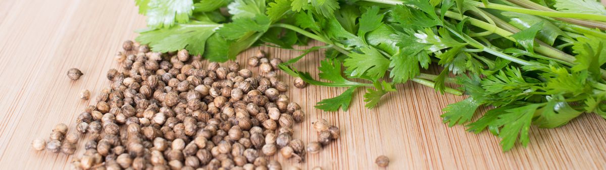 Koriandr celý a listy