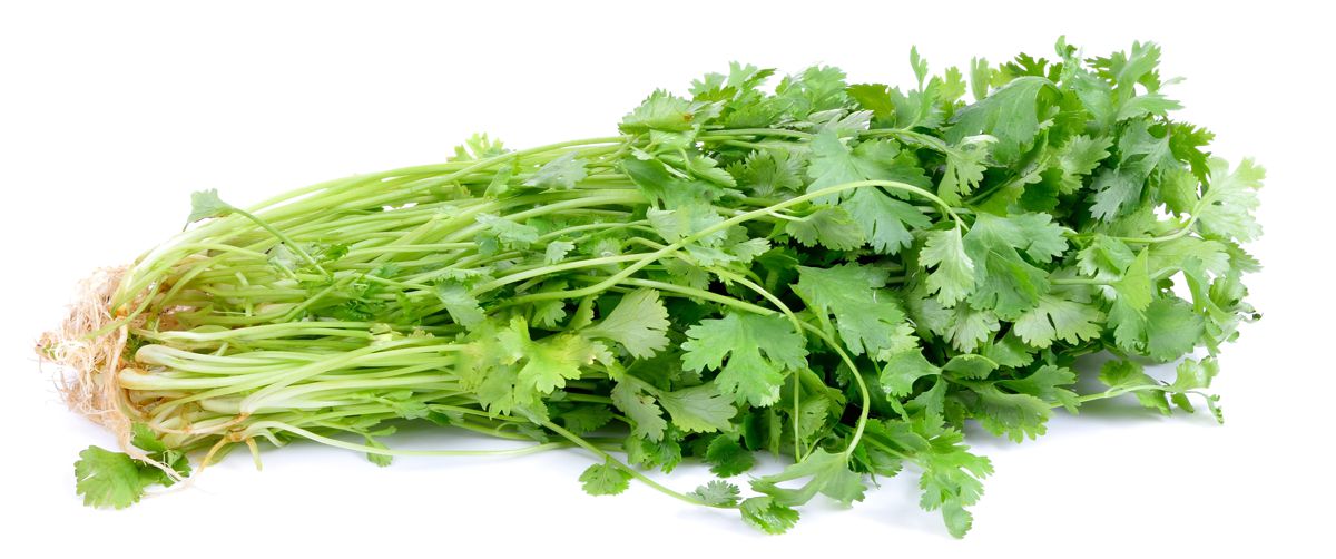 Čerstvý koriandr, zdroj: Depositphotos
