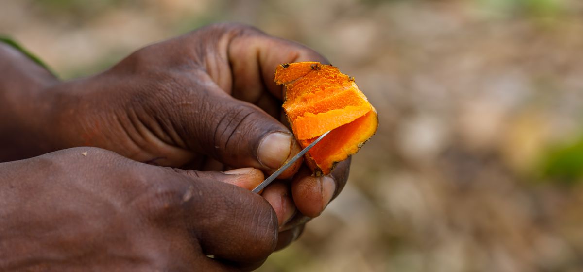 Čerstvý kořen kurkumy, Fresh Turmeric Root