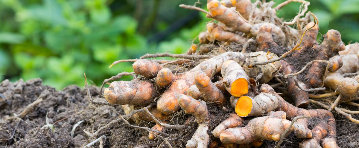 Čerstvý kořen kurkumy, Fresh Turmeric Root