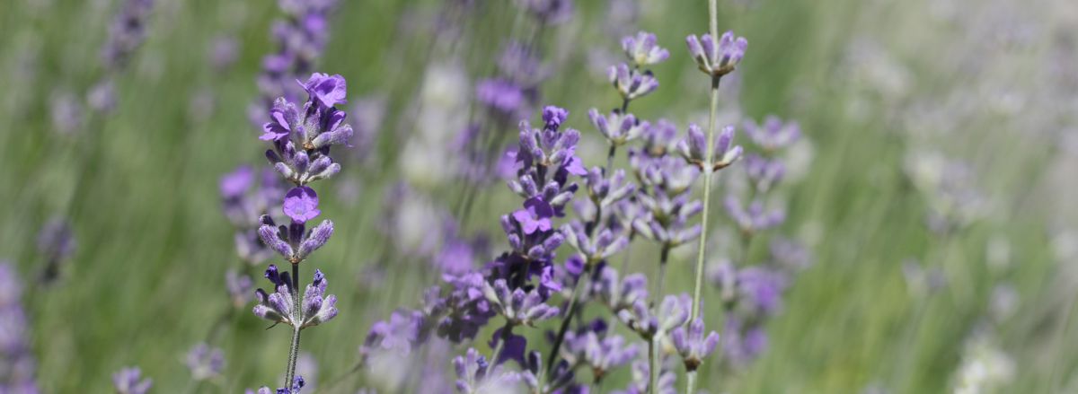 Levandule lékařská