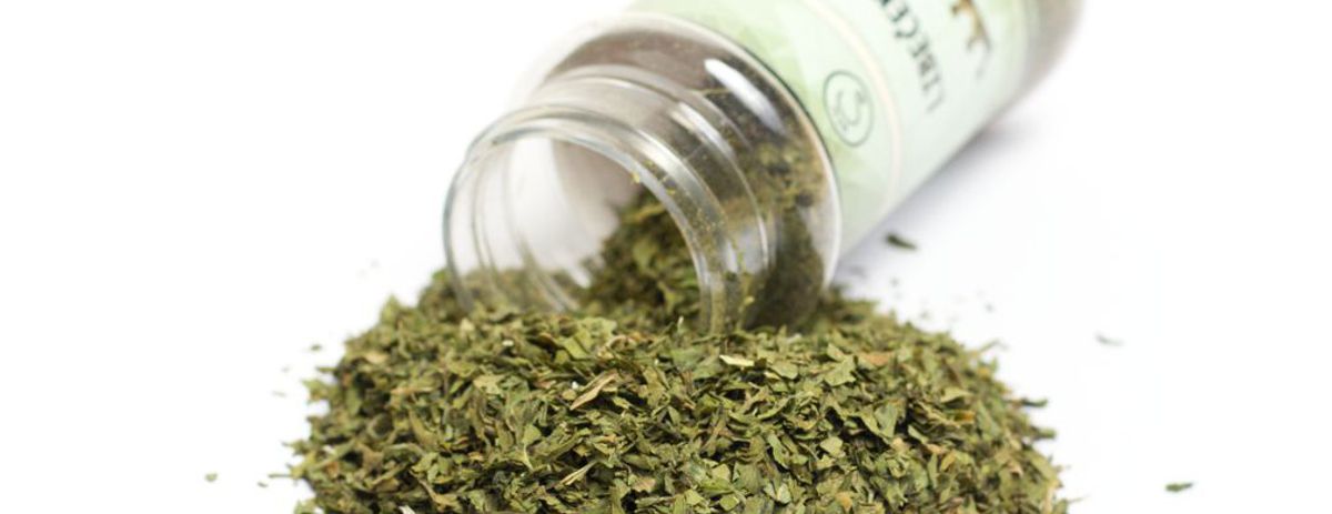 Libeček, Lovage, Levisticum officinale