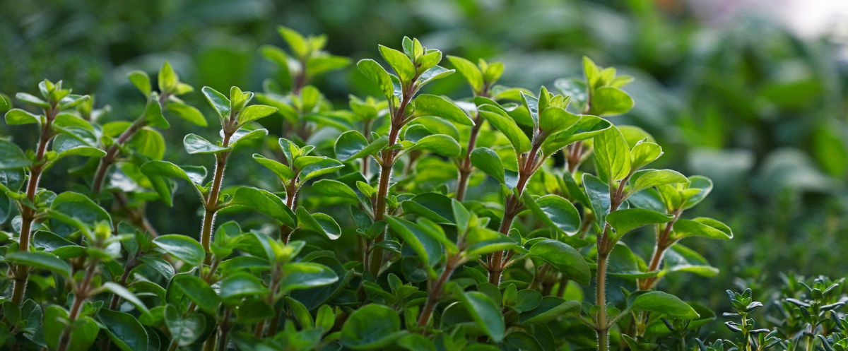 Majoránka zahradní, Marjoram, Majorana hortensis