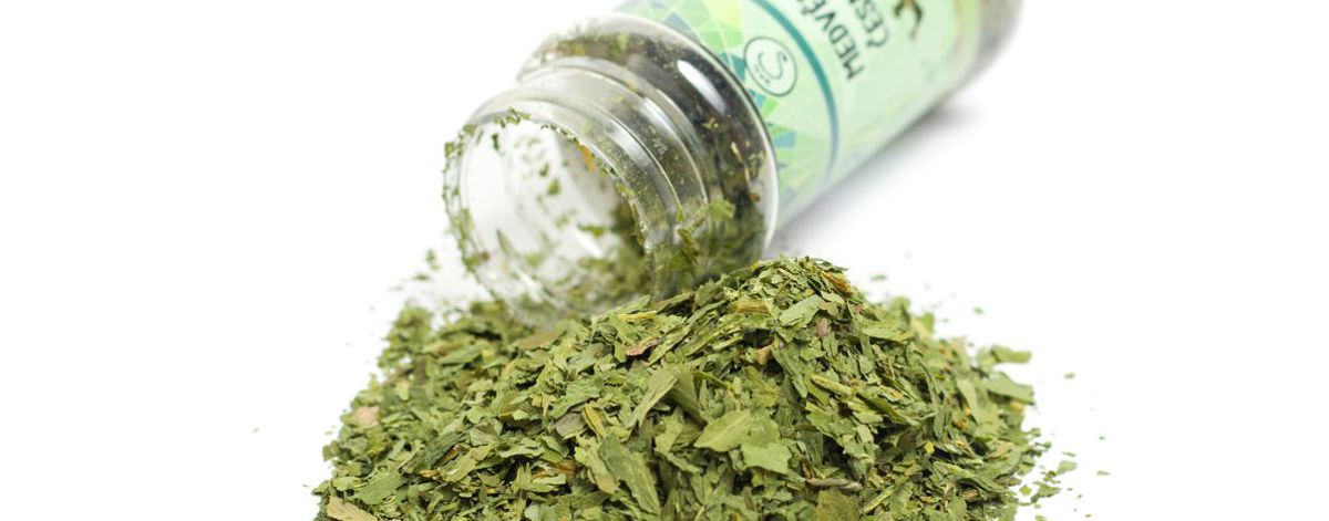 Medvědí česnek, Ramsons, Wild garlic, Allium ursinum