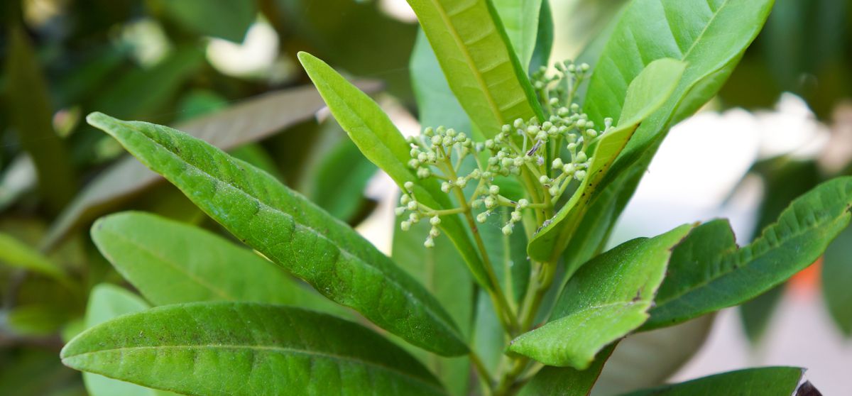 Nové koření, Allspice, Pimenta dioica