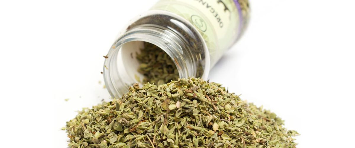 Oregano - mexický typ