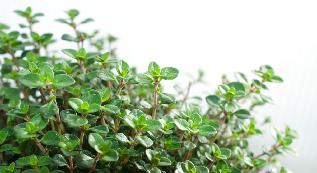 Oregano, Origanum vulgare