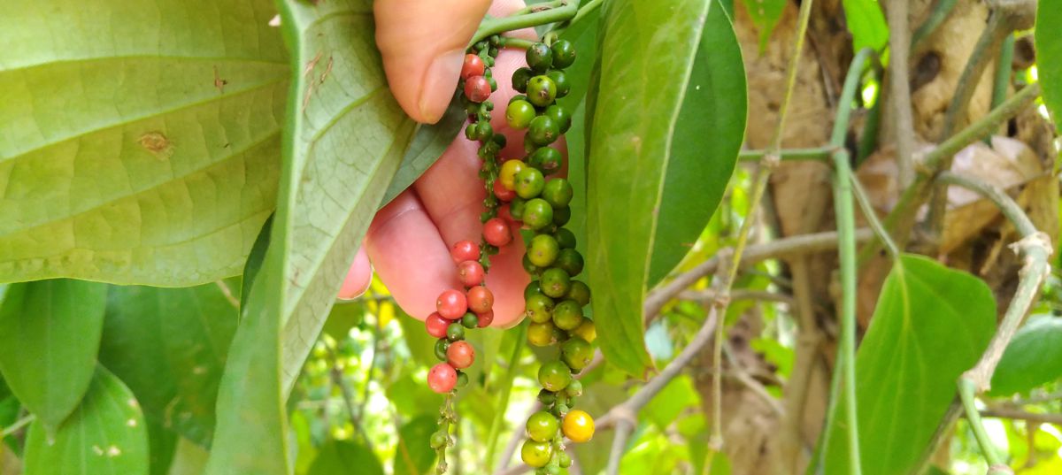 Pepř čerstvý, zralý i nezralý