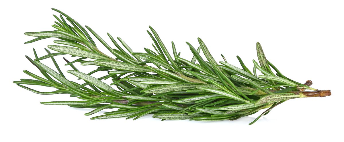 Rozmarýn, Rosemary, Rosmarinus officinalis
