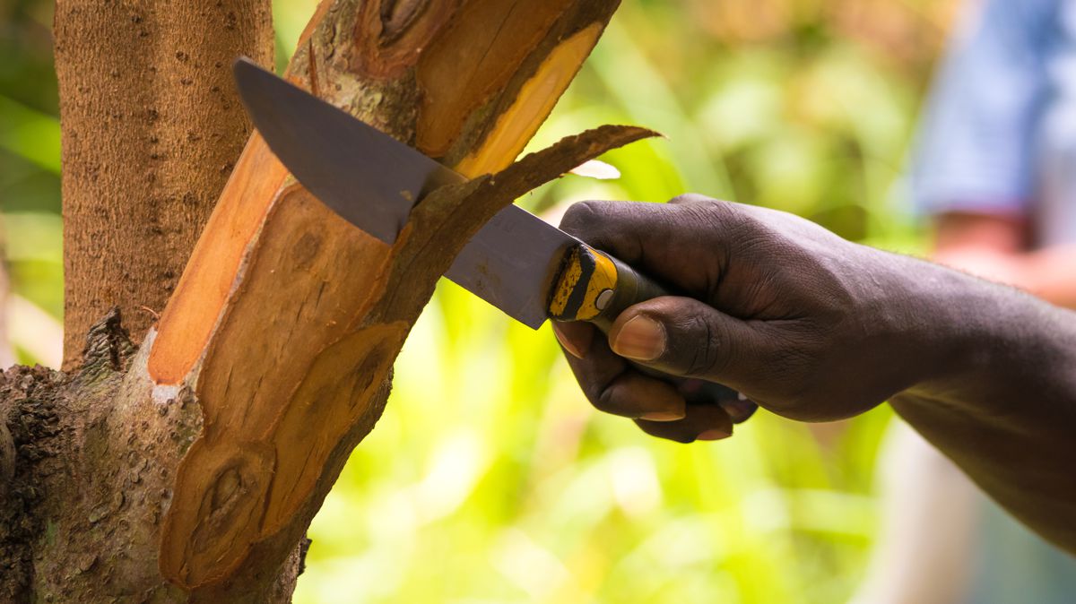 Skořice indonéská, zpracování