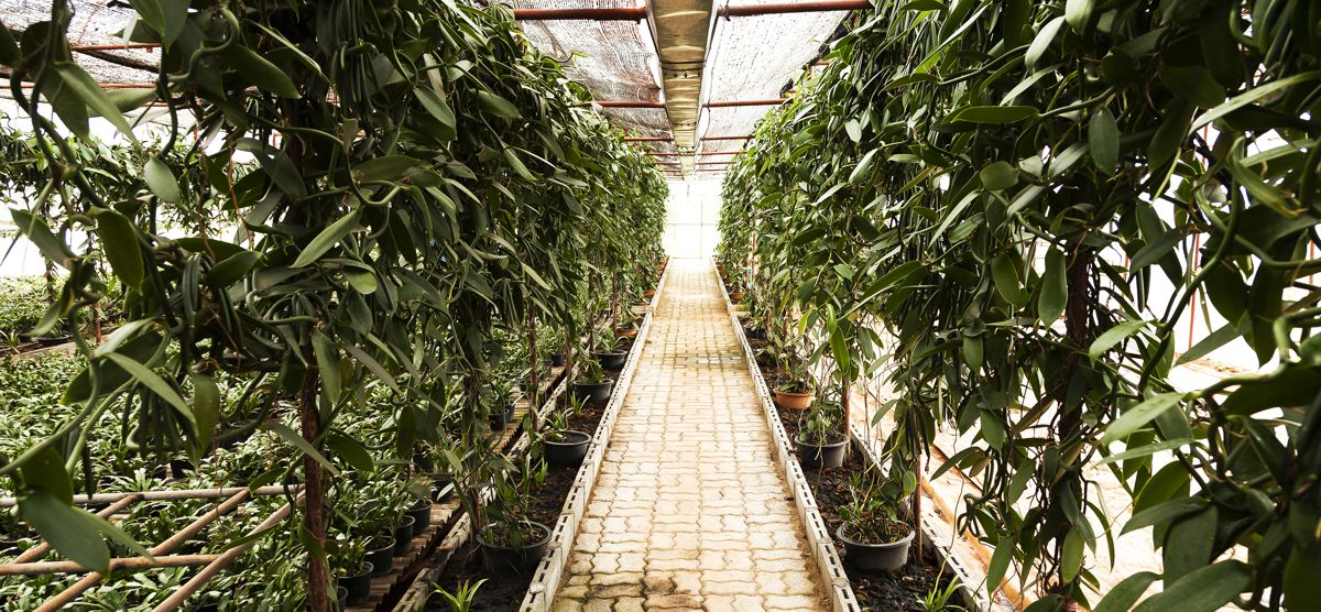 Pěstování vanilky